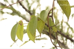 Dioscorea oppositifolia